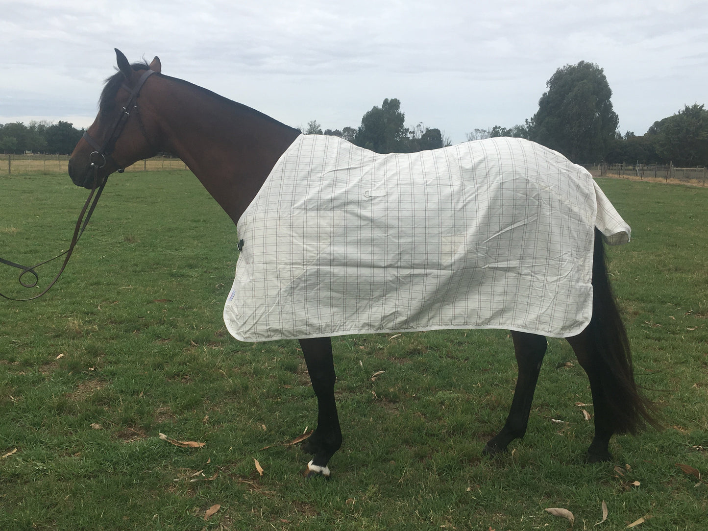 Autumn Breeze Rug