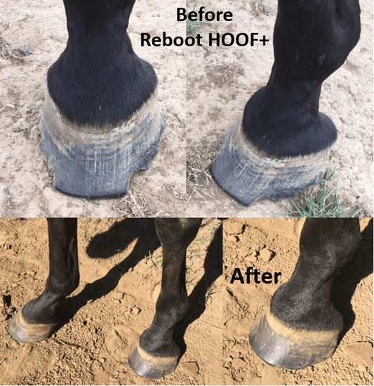 What is a Hoof Abscess?